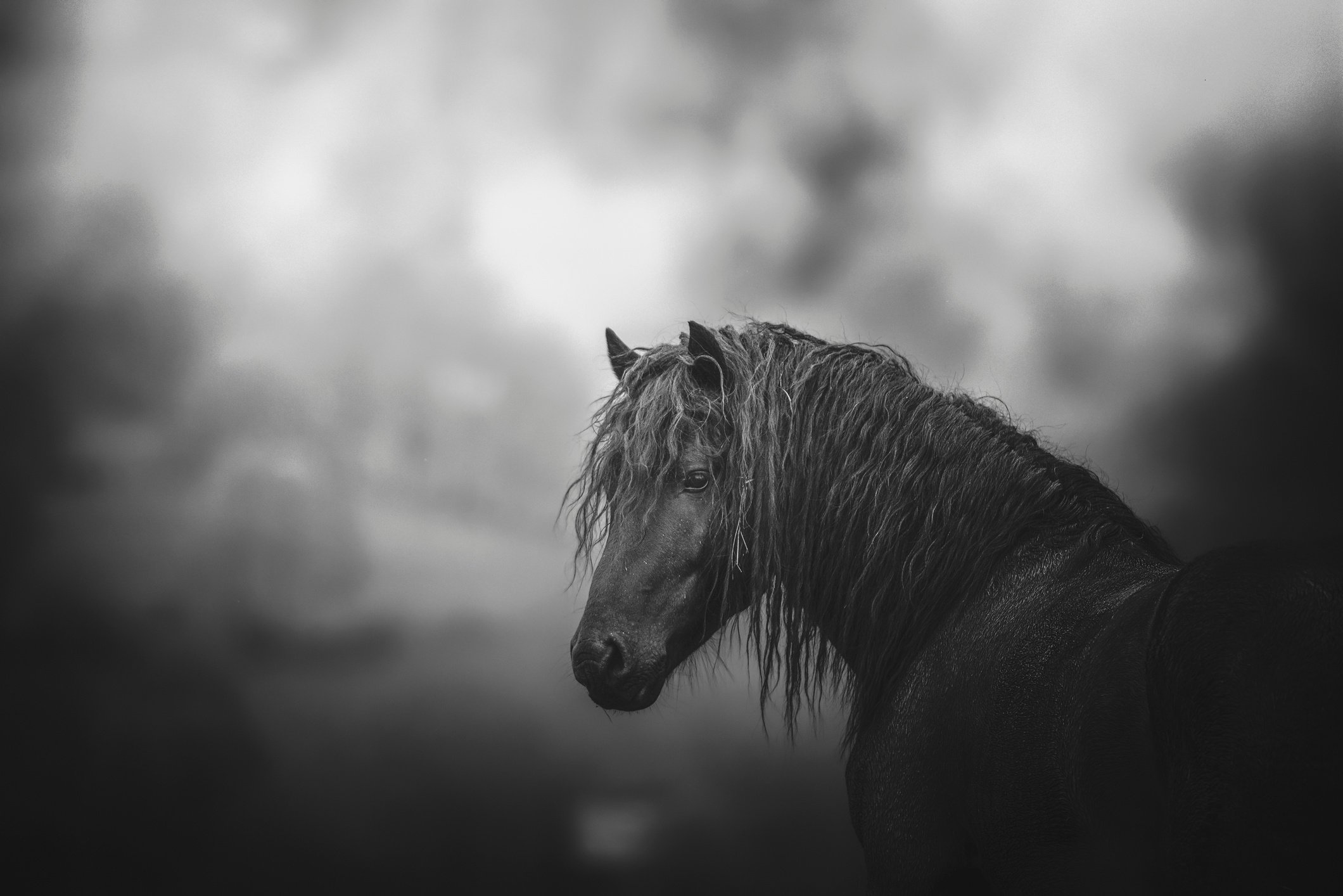 Mérens Black and white Photo horse